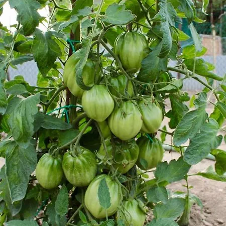 Apartmán Lilli 3 Ferrara