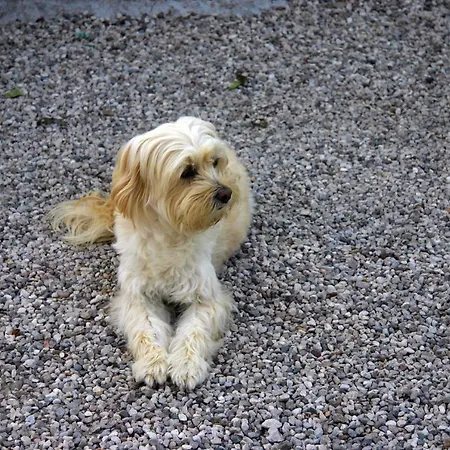 Lejlighed Lilli 3 Ferrara