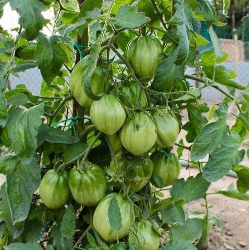 Appartement Lilli 3 Ferrara