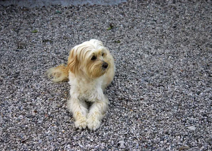 Apartament Lilli 3 Ferrara